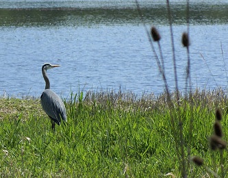 Join Audubon Society of Portland for a walk around the Kiwa Trail at Ridgefield National Wildlife Refuge.  The 1.5 mile flat gravel trail passes along some of the most bueatiful and productive open wetlands in our area: Aug 21, 2011 8AM-11AM. Info here!