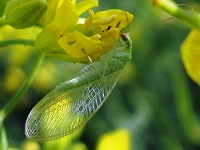 Free Workshop! Beneficial Insects: Wed, May 26, 2021 9AM-11:30 am. Learn, Share, Grow. Info here!