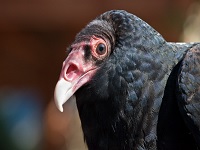 Welcome Back Vulture Day, Nadaka Nature Park: Sat, Mar 16, 2019 12PM-3PM. Learn About Vultures. Info here!