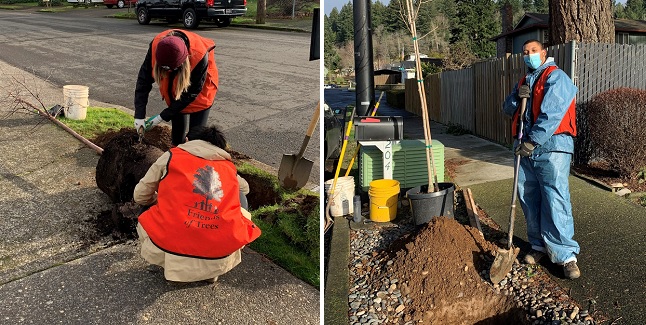 'Green Gresham, Healthy Gresham' Grant Project Adding Street Trees to West Gresham Neighborhoods. Planting from Dec 2020 to end of February 2021. Details here!