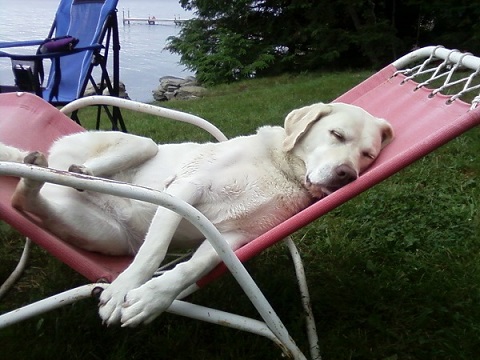It's a dogs life, especially during summer. Learn the origin of 'dog days of summer' here!