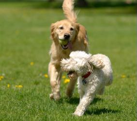 Dog lovers wanted, Gresham Parks Commission to consider off-leash dog park: June 10, 2010 6:30PM. Info here!