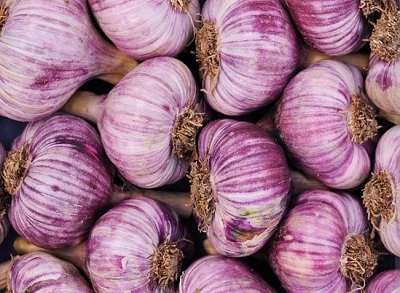 If you like garlic North Plains' 14th annual “World’s Largest Elephant Garlic Festival” is the place to be. A three-day event to celebrate garlic and North Plains Scottish Heritage. Garlic eats (including garlic ice cream!), arts & crafts, rides for kids and lots of bluegrass music: Aug 12-14, 2011. Info here!