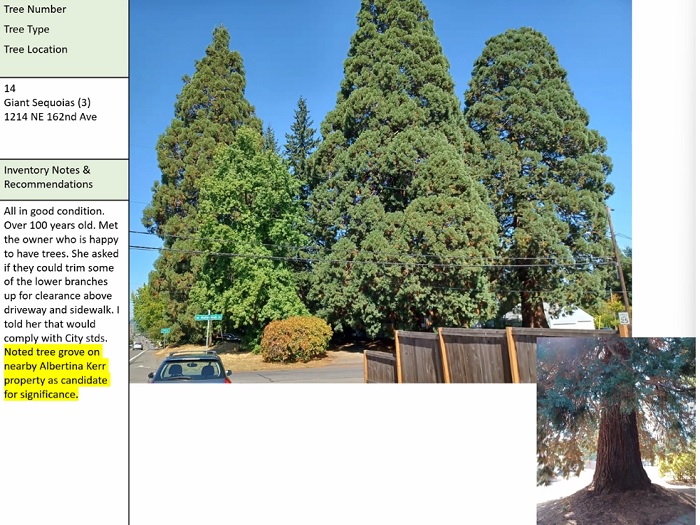 Giant Sequoias (3), at 1214 NE 162nd Ave.  All in good condition. Over 100 years old. A tree grove on the nearby Albertina Kerr property may be a candidate for the list