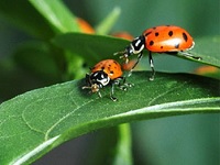 Free! EMSWCD Beneficial Insects Workshop, St Aidan's Church: Sat, Nov 04, 2017 9AM-11:30AM. Info here!