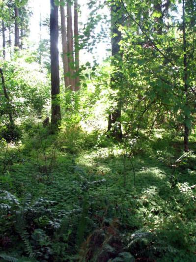 Saturday Cleanup At Nadaka Nature Park: Sat Aug 01, 2015 9AM-Noon. Remove invasive plants species such as English ivy, weed and water the community garden and the front two acres of the park. Families and groups are welcome to attend! Meet at picnic shelter 176th & NE Glisan. Info here!