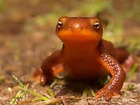 City of Gresham, Amphibians and Reptiles Class: Sat Apr 09, 2016 9AM-11:30AM. Get involved, make a difference. Info here!