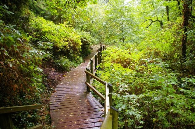 City of Gresham Senior Healthy Hikers, Mary S Young State Park Loop Hike: Thu, Nov 07, 2019 9AM-5PM. Let's Go Walking! Info here!
