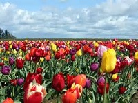 Senior Healthy Hikers: Tulip Hike and Garden Tour: Wed Apr 15, 2015 9AM-5PM. Info here!