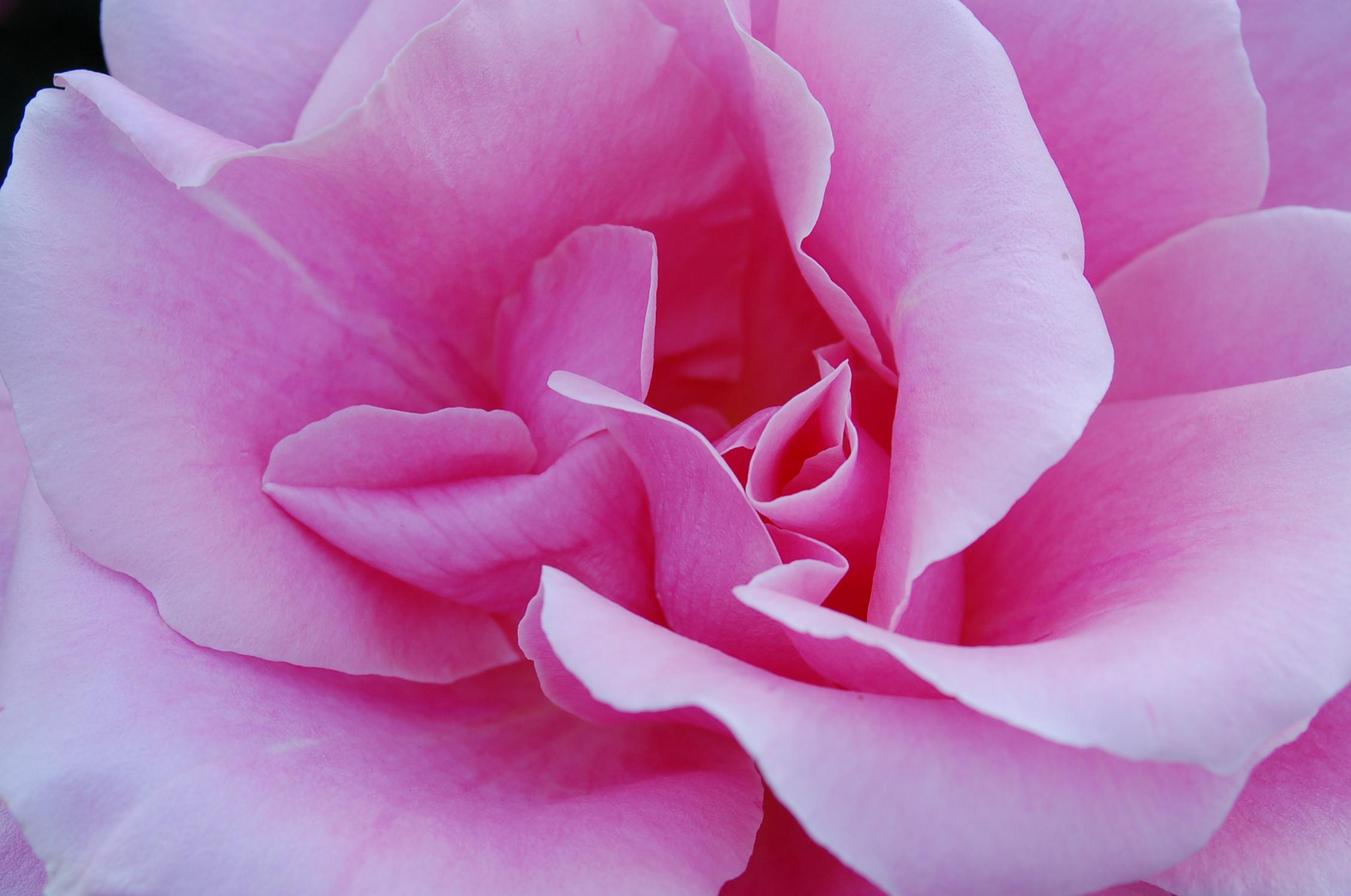 Artists Open Garden