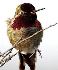Free! Bird & Nature Walk With Audubon of Portland, Nadaka Nature Park: Sat Nov 11, 2016 9-10AM. Info here!