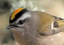 Free! Bird & Nature Walk With Audubon of Portlan, Nadaka Nature Park: Sat Oct 15, 2016 9-10AM. Info here!