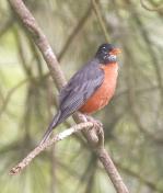 Audubon Society, Morning Bird Walk at Nadaka Nature Park: May 28, 2009