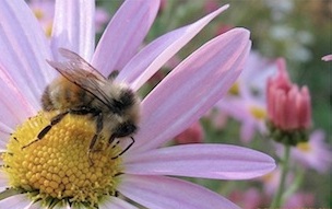 Attracting Pollinators to the Urban Garden Nov. 5 Workshop: Sat, Nov 05, 2016 9AM-11 am. . Info here!