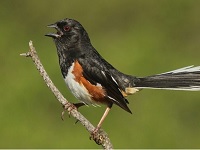 Free! Spring Bird Walk at Nadaka Nature Park: Sat May 11, 2019 10AM-12PM