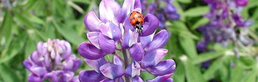 Grow green with Metro’s Gardens of Natural Delights™ tours in Gresham: Jun 13, 2009 12PM
