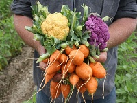 Organic Vegetable Gardening: Tue, Apr 20, 2021 6:30PM-8PM. Gardening Workshop. Info here!