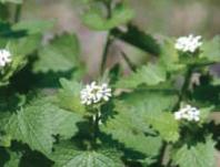 Help Gresham fight the 'Invasive Invasion'; Invasive Weed Identification Class: Nov 15, 2011 7PM. Info here!