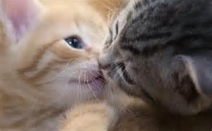 Multnomah Co. Animal Shelter Overrun with Cats, Kittens. Offers Special Deal for Adoption. Info here!