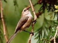 Saturday Bird Walks at Nadaka Nature Park: Sat Jun 06, 2015 8AM-9AM. Info here!