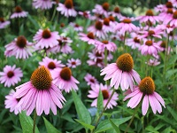 Native Plants: Sun, Apr 11, 2021 1PM-3:30PM. Free Workshop! Info here!