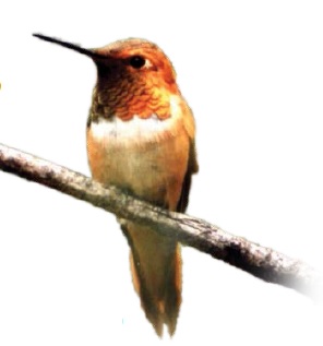 Free! Naturescaping Workshop: Sat Feb 13, 2016 9AM-1PM. Learn how to create a low-maintenance landscape that conserves water, prevents pollution, and saves you time & money. Info here!