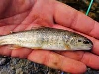 Free! Salmonids and Macroinvertebrates Class at Jenne Butte Park: Sat Apr 25, 2015 9AM-11:30AM. Info here!