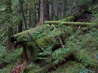 Senior Healthy Hikers, Larch Mtn Loop Hike: Wed Aug 19, 2015 8:30AM-5PM. Info here!
