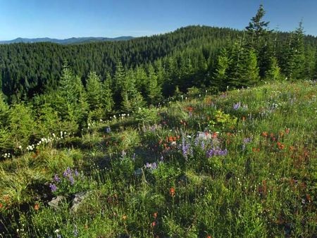 Senior Healthy Hikers: McIntyre Ridge Hike: Thu Jul 07, 2016 9AM-5PM. Get involved, make a difference. Info here!