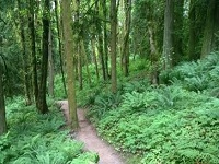 City of Gresham Senior Healthy Hikers, Rosemont Trail Hike: Tue, Feb 26, 2019 9AM-5PM. Let's Go Walking!. Info here!