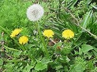 Free! EMSWCD Urban Weeds Workshop, Weeds - We All Have Them. St Aidans Episcopal Church, 174th NE Glisan. Thu Nov 08, 2018 6PM-8:30PM. Info here!